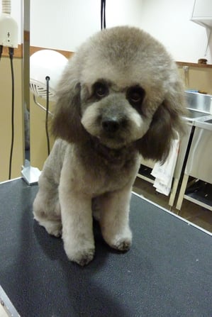 福ちゃん♪頭だいぶ伸びたね~☆