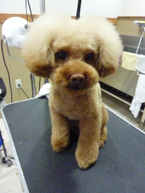 ぽんずのすけちゃん❤