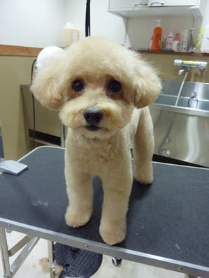 小梅ちゃん❤だいぶ伸びてたからサッパリしたね☆