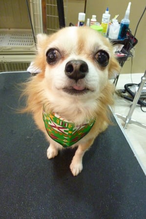 リックちゃん♪今日もガチガチに固まってました!でもお利口さんでした~☆