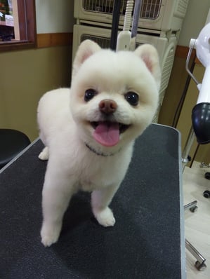 ルイちゃん❤豆柴カットに♪俊介くんみたいになれたかな！？