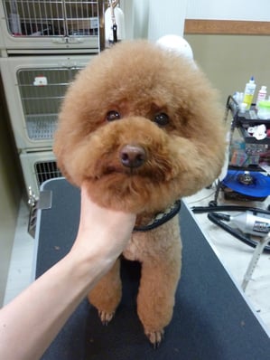 ポン太ちゃん❤