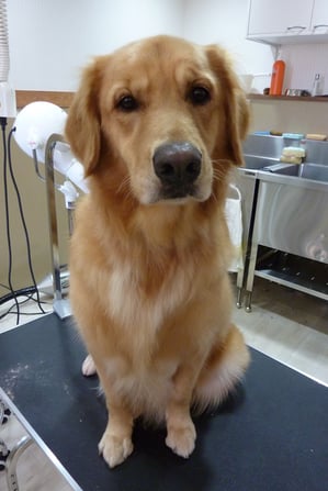 Amiちゃん♪嬉しいと「ウ~」って唸るんです!最初びっくりしたよ!笑