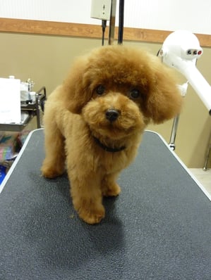 ミロちゃん❤ショコラちゃんちに新しく仲間入り♪初カットです❤