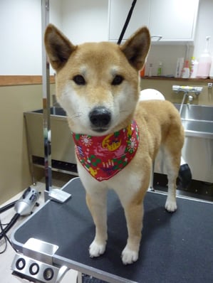 千代ちゃん❤初めてのご来店ありがとうございます☆とってもお利口さんでした❤