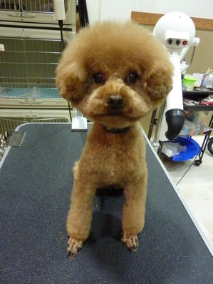 Coccoloちゃん❤真ん丸アフロに挑戦中☆