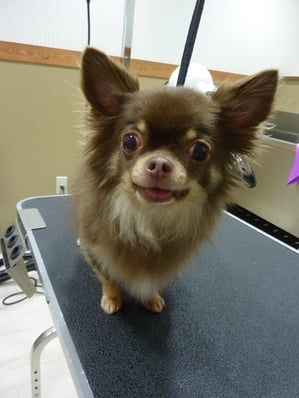 こつぶちゃん♪いつもありがとう☆今日もお利口さんでした!