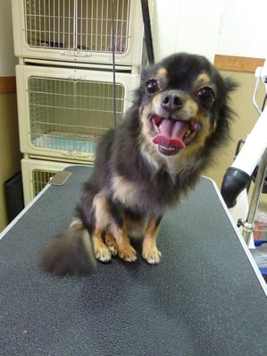 きららちゃん❤いつも大きなお口でにこーってしてくれます❤