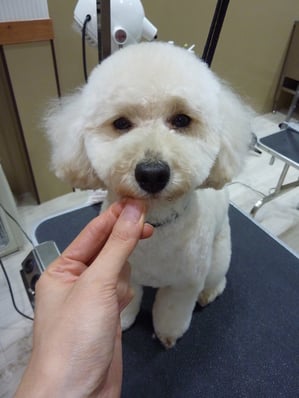 チャコちゃん❤今回は口元をサッパリさせました♪