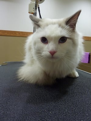 桃太ちゃん❤鋭い目つきですが甘えん坊でカワイイんです❤