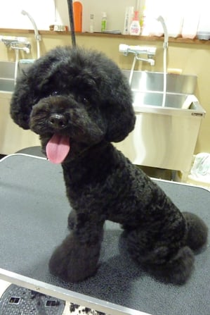 ココアちゃん♪真ん丸頭とふんわり足がお気に入り☆