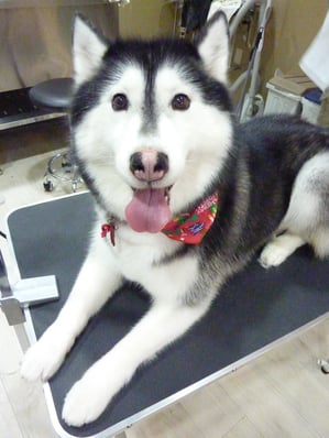 アンナちゃん❤いつもありがとう☆今日は毛がいっぱい抜けたね！