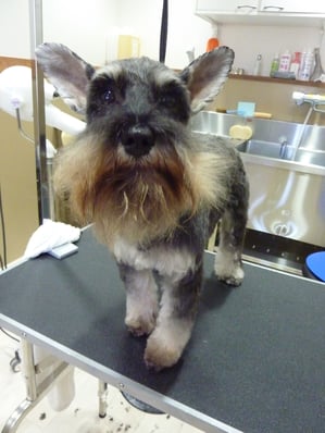 マロンちゃん♪