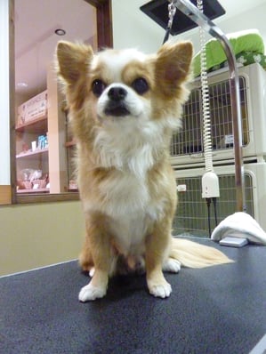 琳ちゃん❤だいぶルシアンに慣れてくれたみたい(ღ′◡‵) 