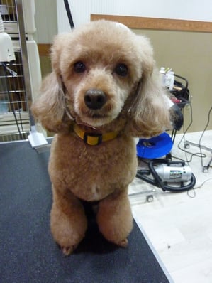 マリーちゃん❤お耳のボリュームアップを目指します☆