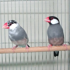 桜・萌＠サクラブンチョウ・パイドブンチョウ（認定NPO法人TSUBASA）