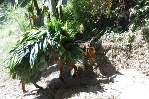 Maultier mit "Grünfutter"