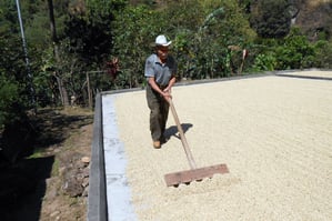 Agapito beim wenden des Pergamino