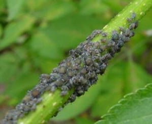 Nicht nur die blauen Blattläuse "siedeln" am liebsten an frischen Trieben