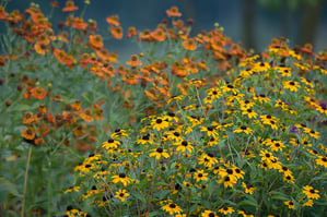 Floraison des rudbeckia et des Helenium (photo Alain Tessier)