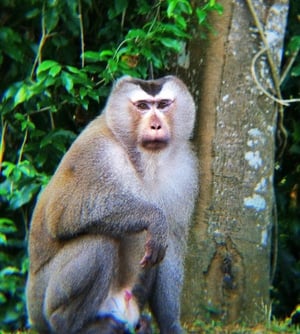 #ThailandLive Tag 7 - Khao Yay Nationalpark