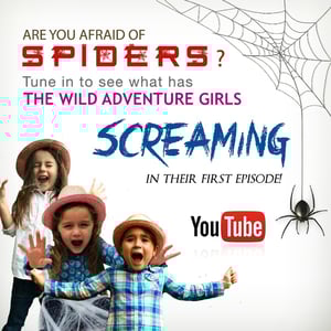 Orb Weaver Spider Video