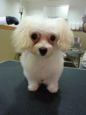 マルちゃん❤ミックスの仔犬チャン☆小さい!