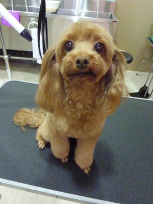 ココアちゃん❤だいぶ伸びてたからスッキリしたね～☆