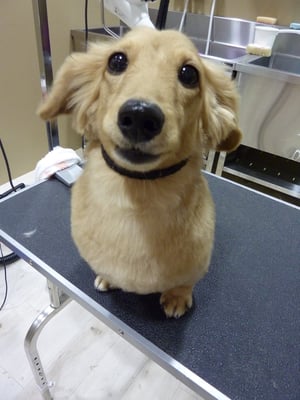 ハルちゃん❤カットするとコロンコロンになるね(ღ′◡‵) 