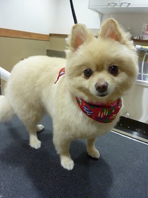 きなこちゃん❤