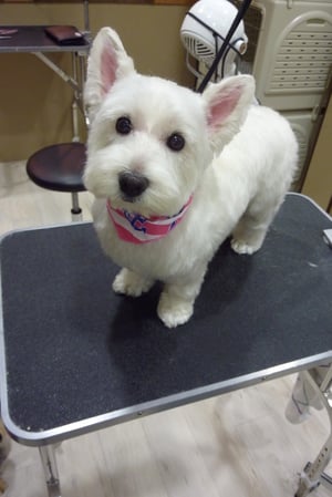 モモちゃん❤今日も真っ白になりましたー♪