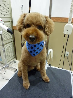 ちょこちゃん❤ここあちゃんと同じお家⌂いつもありがとう❤