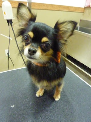 チョコちゃん❤大き目リボンがお気に入り❤