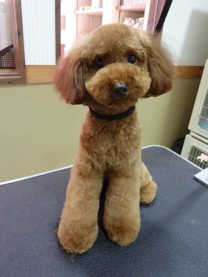 ナティちゃん❤だいぶ伸びてたのでサッパリしました☆