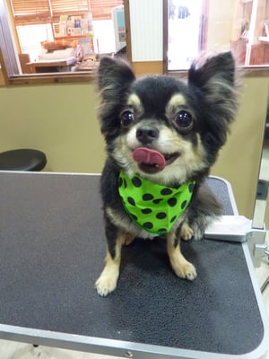 虎徹ちゃん❤お部屋の中でパパママ早く来て!って呼んでました^_^