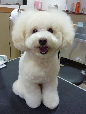 マロンちゃん❤今日もシャンプーでご来店☆