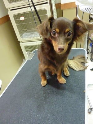 ココアちゃん❤だいぶ大きくなりました！