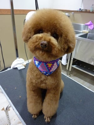 ブランちゃん❤