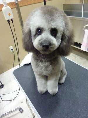 福ちゃん❤お耳の黒い毛がママのお気に入り☆