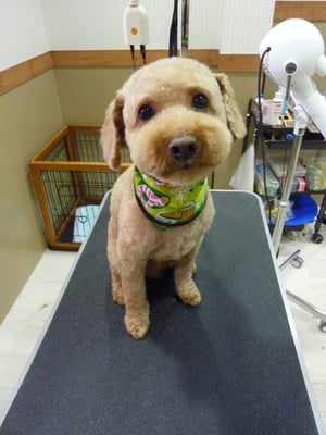 ここあちゃん❤いつもお利口さんでありがとう♪また来てね~(*^_^*)