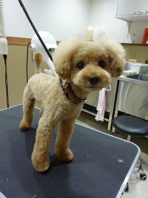 クッキーちゃん❤今日は足元までサッパリしました☆