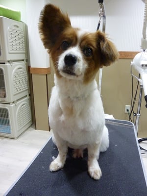 マロンちゃん❤いつもはパパがカットしてるんだとか！？すごい(*_*)