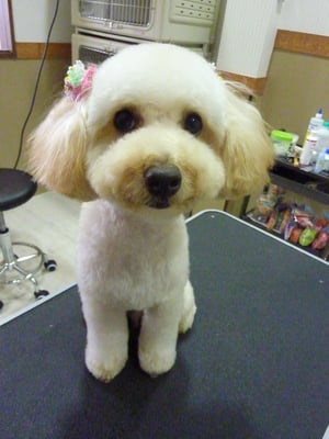 ショコラちゃん❤