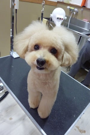 小梅ちゃん❤新しいカットに挑戦♪