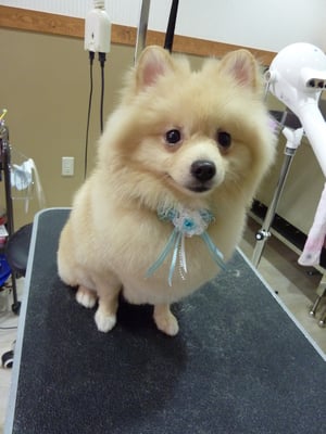 みるくちゃん❤初めてのカット☆全身揃えてまぁるく♪(´ε｀)