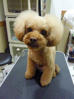 ぽんずのすけちゃん❤今日も元気いっぱい愛想振りまいてました☆