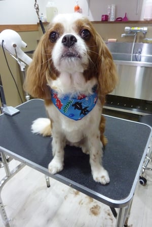 メルちゃん❤お利口さんでした～❤