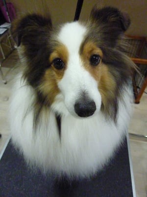 モモちゃん❤だいぶ毛が伸びていい感じになってきたね☆