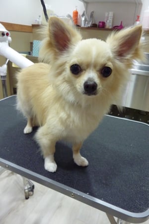 ミントちゃん❤ちょっと恐がりさんだけどとってもいい子❤