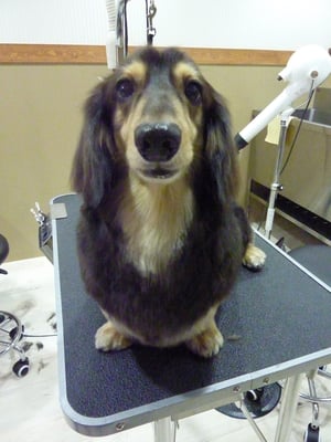 チョコちゃん❤今回は初めて全身カットしてみました☆